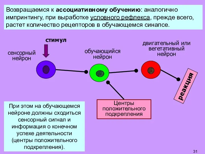 Возвращаемся к ассоциативному обучению: аналогично импринтингу, при выработке условного рефлекса, прежде всего,