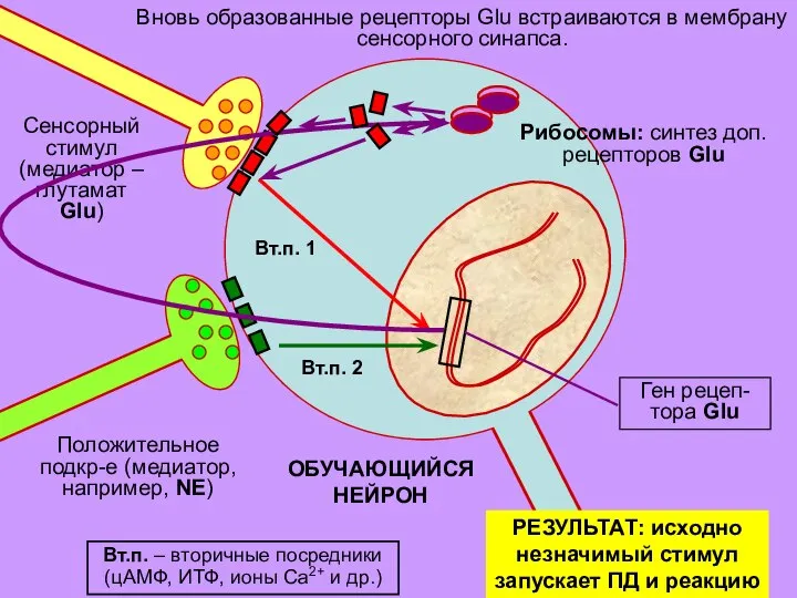 ОБУЧАЮЩИЙСЯ НЕЙРОН Вновь образованные рецепторы Glu встраиваются в мембрану сенсорного синапса. Вт.п.