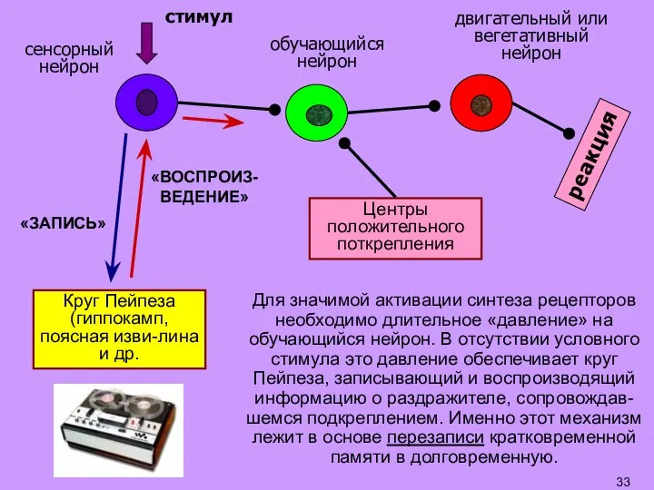 Для значимой активации синтеза рецепторов необходимо длительное «давление» на обучающийся нейрон. В