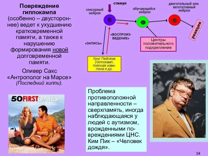 Повреждение гиппокампа (особенно – двусторон-нее) ведет к ухудшению кратковременной памяти, а также