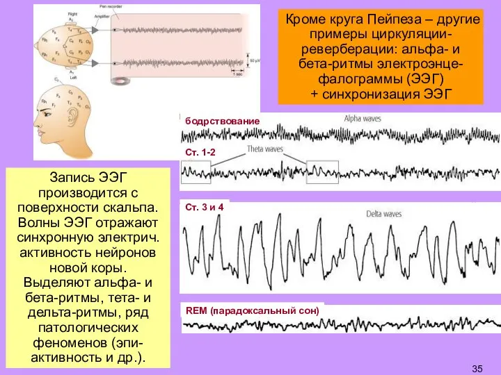 Запись ЭЭГ производится с поверхности скальпа. Волны ЭЭГ отражают синхронную электрич. активность