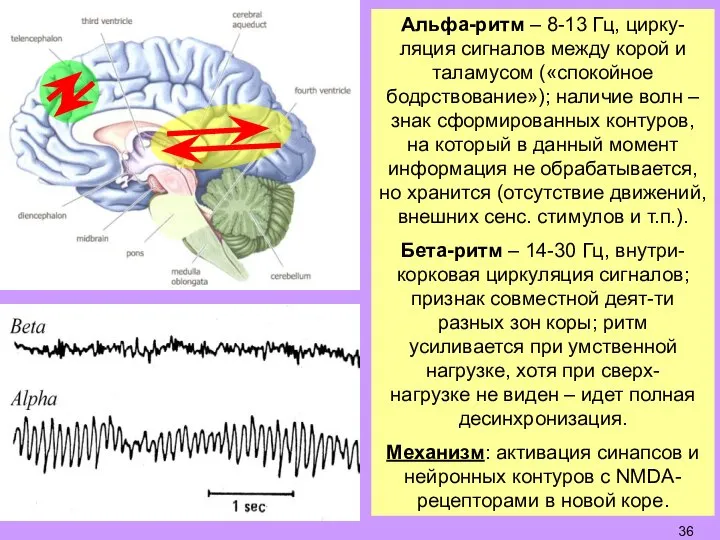 Альфа-ритм – 8-13 Гц, цирку-ляция сигналов между корой и таламусом («спокойное бодрствование»);