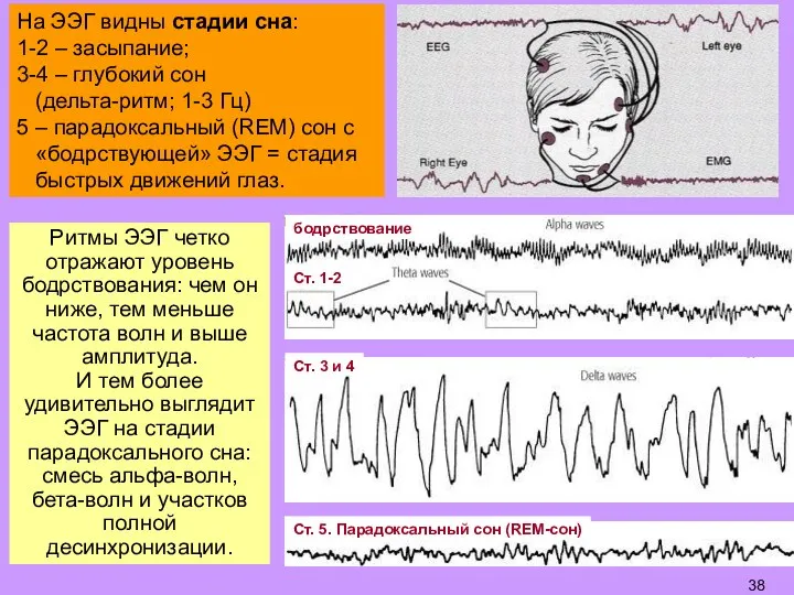 Ритмы ЭЭГ четко отражают уровень бодрствования: чем он ниже, тем меньше частота