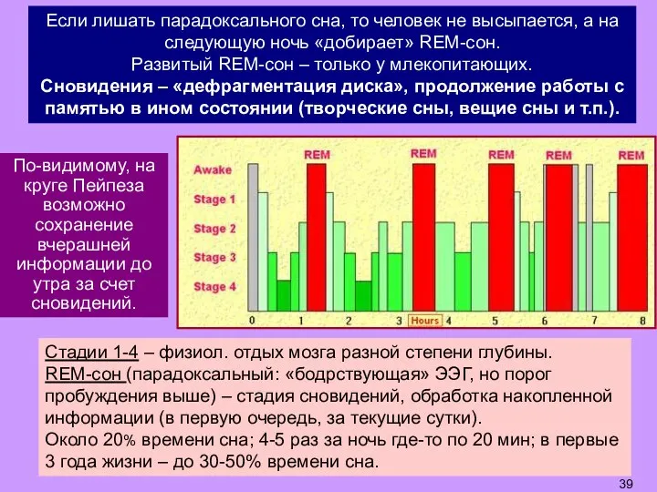 Стадии 1-4 – физиол. отдых мозга разной степени глубины. REM-сон (парадоксальный: «бодрствующая»