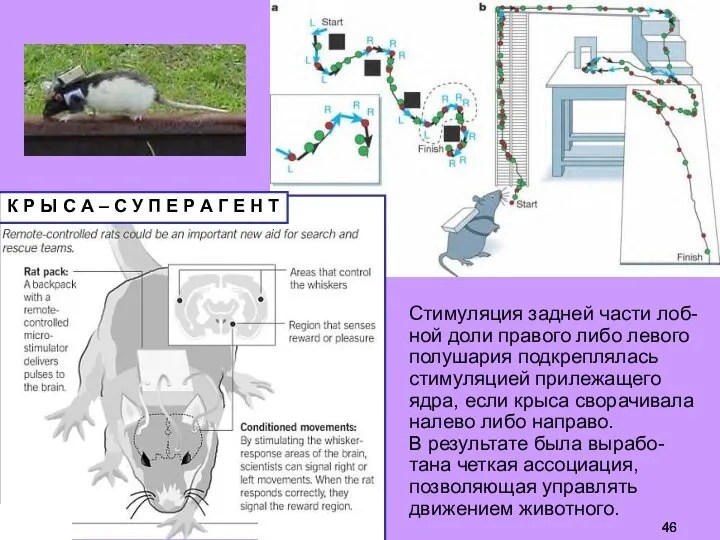 Стимуляция задней части лоб-ной доли правого либо левого полушария подкреплялась стимуляцией прилежащего