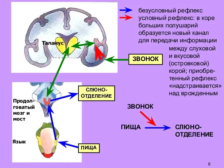 ПИЩА СЛЮНО- ОТДЕЛЕНИЕ ЗВОНОК безусловный рефлекс условный рефлекс: в коре больших полушарий