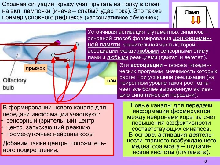 Новые каналы для передачи информации формируются между нейронами коры за счет повышения