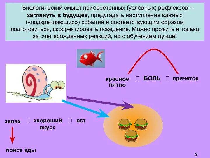 Биологический смысл приобретенных (условных) рефлексов – заглянуть в будущее, предугадать наступление важных