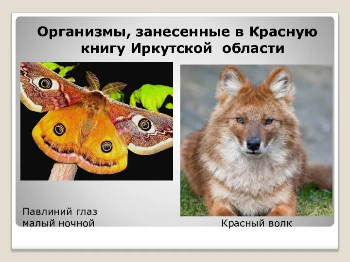 Павлиний глаз малый ночной Красный волк Организмы, занесенные в Красную книгу Иркутской области