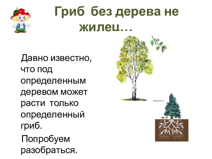 Гриб без дерева не жилец… Давно известно, что под определенным деревом может