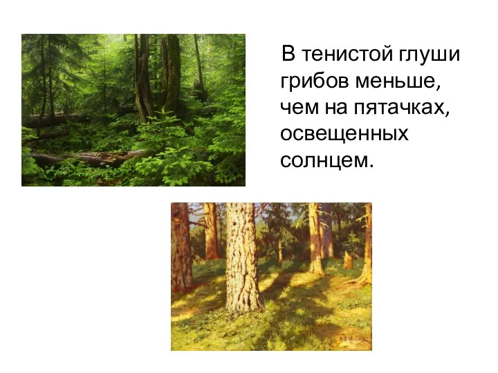 В тенистой глуши грибов меньше, чем на пятачках, освещенных солнцем.