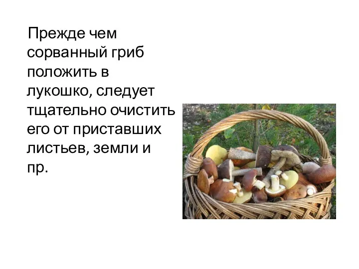 Прежде чем сорванный гриб положить в лукошко, следует тщательно очистить его от