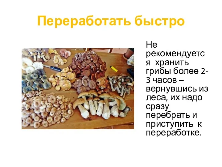 Переработать быстро Не рекомендуется хранить грибы более 2- 3 часов – вернувшись