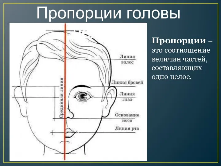 Пропорции головы человека Пропорции – это соотношение величин частей, составляющих одно целое.