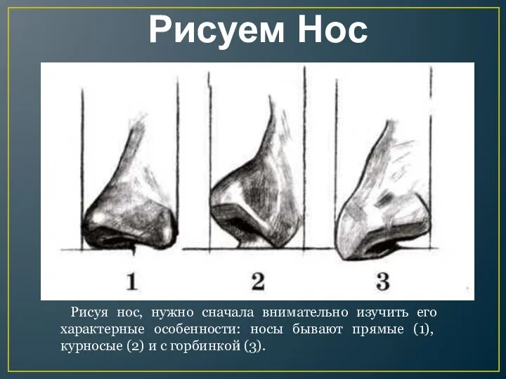 Рисуем Нос Рисуя нос, нужно сначала внимательно изучить его характер­ные особенности: носы