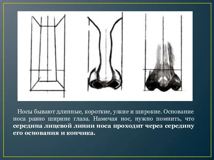 Носы бывают длинные, короткие, узкие и широкие. Ос­нование носа равно ширине глаза.