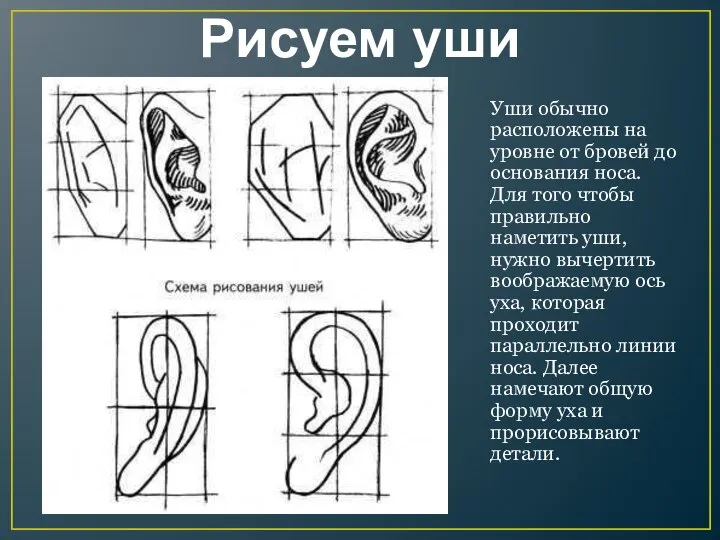 Рисуем уши Уши обычно расположены на уровне от бровей до основания носа.