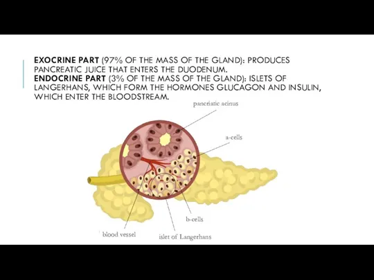 EXOCRINE PART (97% OF THE MASS OF THE GLAND): PRODUCES PANCREATIC JUICE