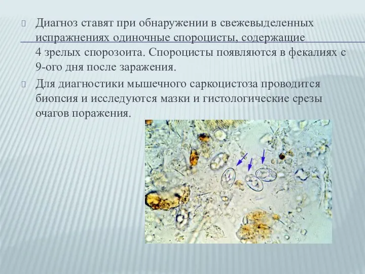 Диагноз ставят при обнаружении в свежевыделенных испражнениях одиночные спороцисты, содержащие 4 зрелых