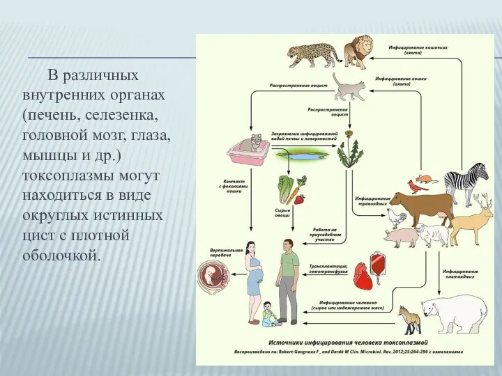 В различных внутренних органах (печень, селезенка, головной мозг, глаза, мышцы и др.)