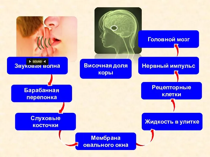 Головной мозг Нервный импульс Рецепторные клетки Жидкость в улитке Мембрана овального окна