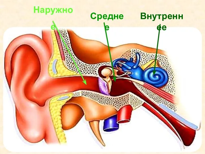 Наружное Среднее Внутреннее