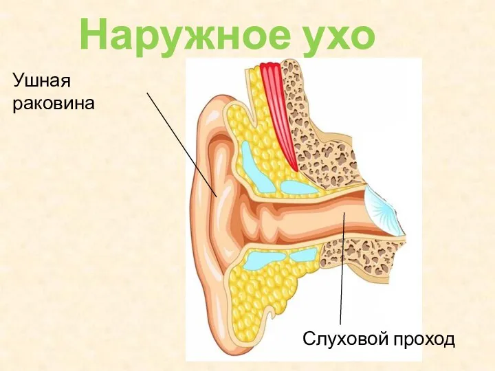 Наружное ухо Ушная раковина Слуховой проход