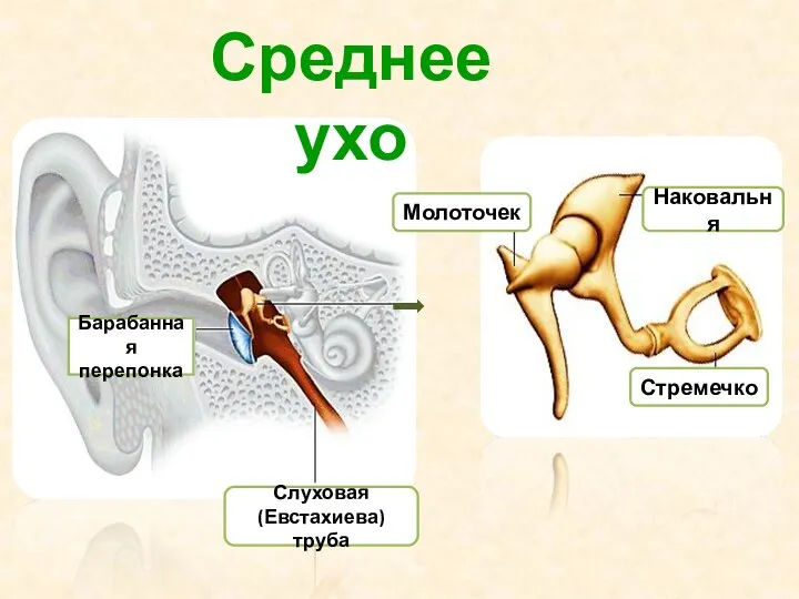 Слуховая (Евстахиева) труба Наковальня Стремечко Молоточек Среднее ухо Барабанная перепонка