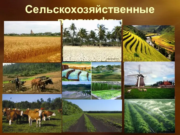 Сельскохозяйственные ландшафты