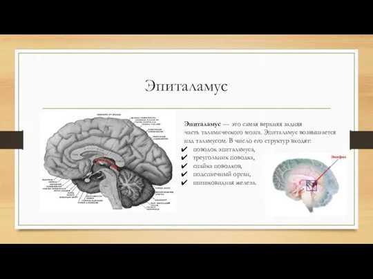 Эпиталамус Эпиталамус — это самая верхняя задняя часть таламического мозга. Эпиталамус возвышается