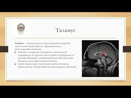 Таламус Тала́мус — большая масса серого вещества в верхней части таламической области