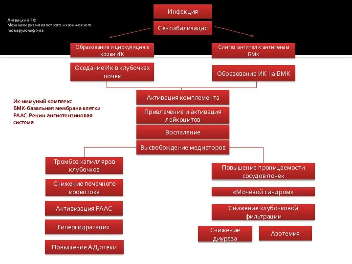 Инфекция Сенсибилизация Образование и циркуляция в крови ИК Оседание Ик в клубочках