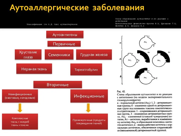 Инфекционные Аутоаллергические заболевания Аутоантигены Первичные Хрусталик глаза Тиреоглобулин Нервная ткань Семенники Грудная