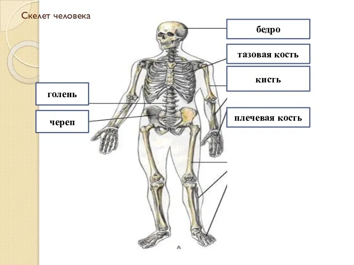 Скелет человека бедро тазовая кость голень череп кисть плечевая кость