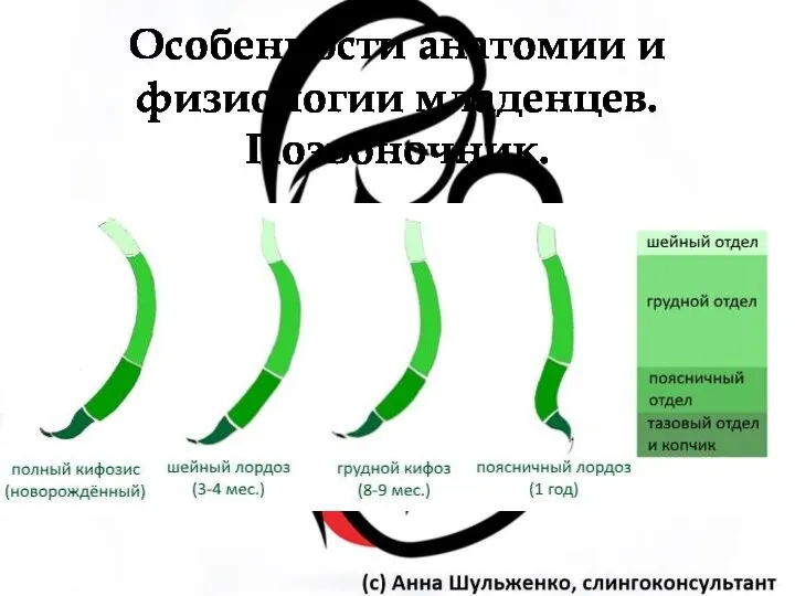 Особенности анатомии и физиологии младенцев. Позвоночник.