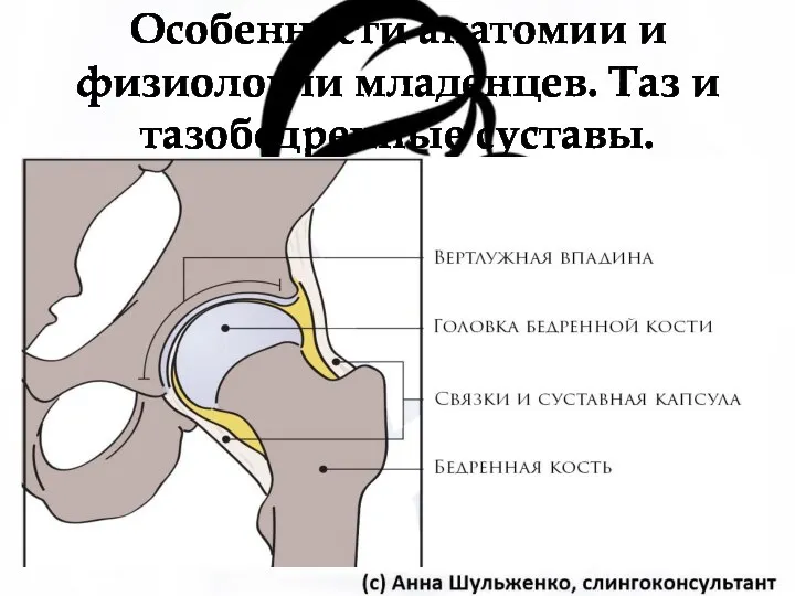 Особенности анатомии и физиологии младенцев. Таз и тазобедренные суставы.