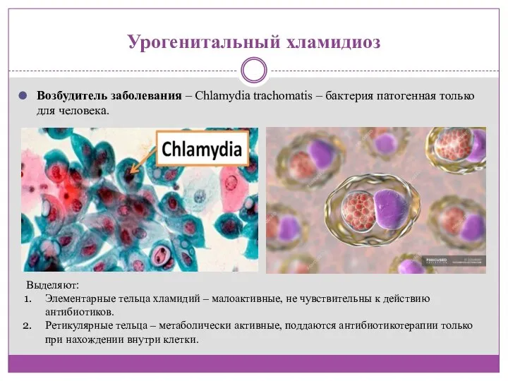 Урогенитальный хламидиоз Возбудитель заболевания – Chlamydia trachomatis – бактерия патогенная только для