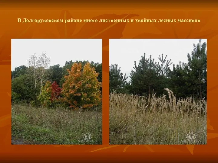 В Долгоруковском районе много лиственных и хвойных лесных массивов