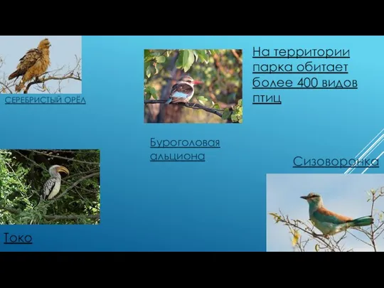 СЕРЕБРИСТЫЙ ОРЁЛ Буроголовая альциона Токо Сизоворонка На территории парка обитает более 400 видов птиц