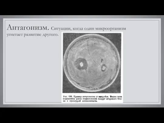 Антагонизм. Ситуации, когда один микроорганизм угнетает развитие другого.