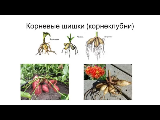 Корневые шишки (корнеклубни)