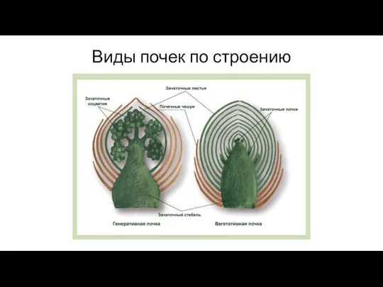 Виды почек по строению