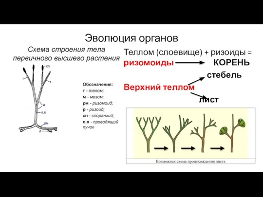 Эволюция органов Теллом (слоевище) + ризоиды = ризомоиды КОРЕНЬ стебель Верхний теллом лист