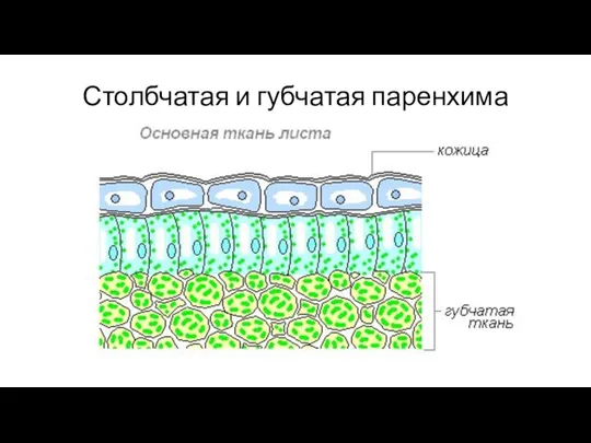 Столбчатая и губчатая паренхима