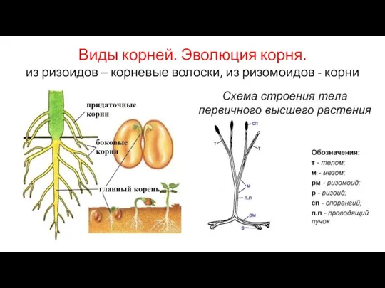 Виды корней. Эволюция корня. из ризоидов – корневые волоски, из ризомоидов - корни