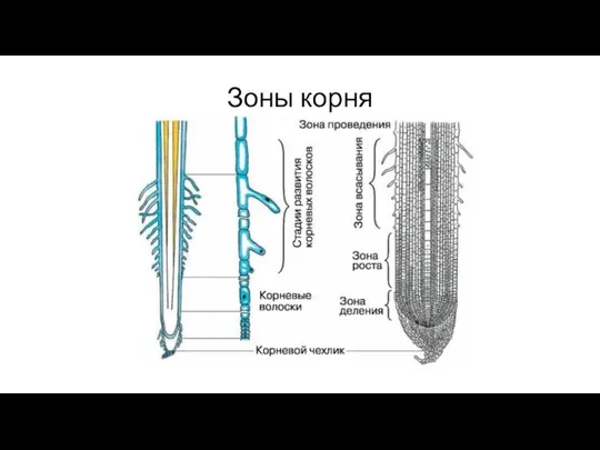 Зоны корня