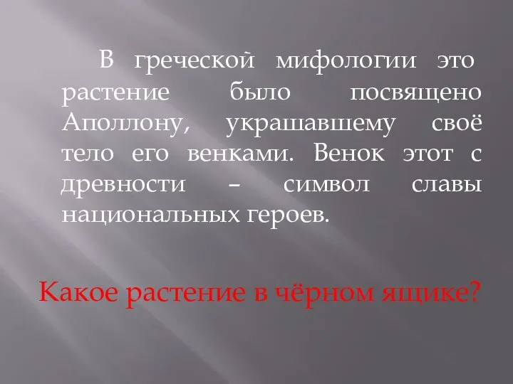 В греческой мифологии это растение было посвящено Аполлону, украшавшему своё тело его