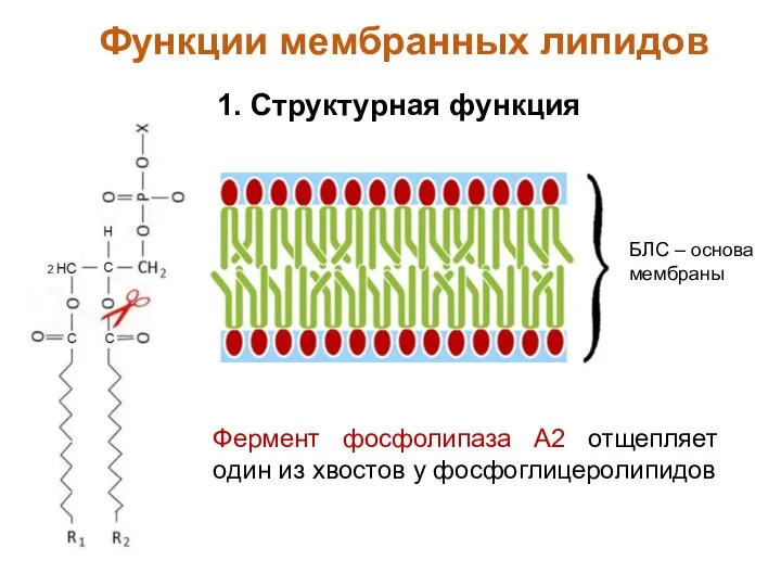 1. Структурная функция БЛС – основа мембраны Функции мембранных липидов Фермент фосфолипаза