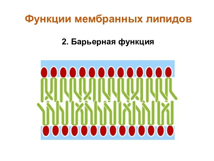 2. Барьерная функция Функции мембранных липидов