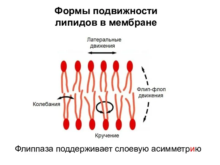 Формы подвижности липидов в мембране Флиппаза поддерживает слоевую асимметрию